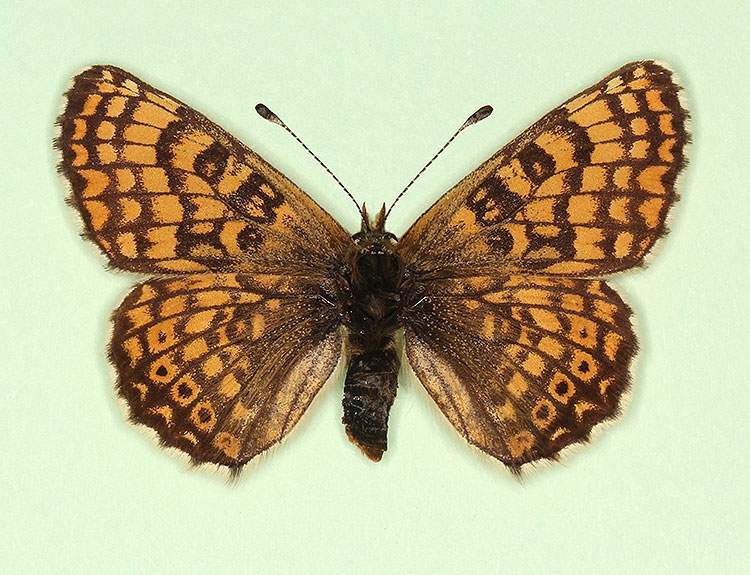 Melitaea cinxia female (aberrant form nterligata) (Internet Image property of respective owner, non-commercial use only)